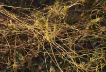 Research: Parasitic plants use stolen genes to make them better parasites —