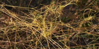 Research: Parasitic plants use stolen genes to make them better parasites —