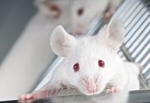 Research: This is a potential mechanistic underpinning — at least in a subset of patients — for the altered behaviors observed in autism —