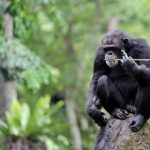 Study: Contrary to humans, chimpanzees did not use search strategies to facilitate their task — (Details)