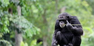 Study: Contrary to humans, chimpanzees did not use search strategies to facilitate their task — (Details)
