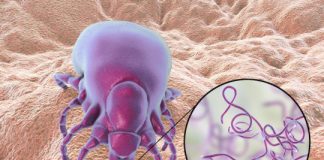 Research: Study points toward new ways to prevent disease transmission —