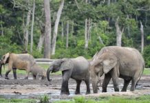 Research: As ecosystem engineers, forest elephants’ dining habits are climate-friendly —