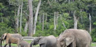 Research: As ecosystem engineers, forest elephants’ dining habits are climate-friendly —