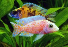 Research: New light on cichlid evolution in Africa —