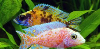 Research: New light on cichlid evolution in Africa —