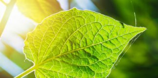 Research: Strange bacteria hint at ancient origin of photosynthesis —