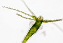 Research: Mapping cells in the ‘immortal’ regenerating hydra —