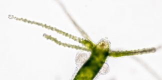 Research: Mapping cells in the ‘immortal’ regenerating hydra —