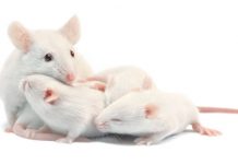 Research: Scientists find clue to ‘maternal instinct’ —