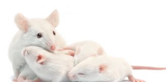 Research: Scientists find clue to ‘maternal instinct’ —