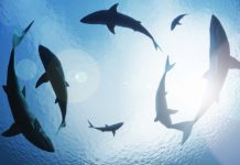 Research: A global study finds that even the remotest parts of the open ocean offer sharks little refuge from industrialized fishing —