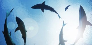 Research: A global study finds that even the remotest parts of the open ocean offer sharks little refuge from industrialized fishing —