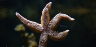 Research: ‘Love hormone’ has stomach-turning effect in starfish —