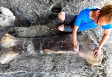 Dinosaur bone: Researchers uncover giant femur in France Dinosaur bone: Researchers uncover giant femur in France
