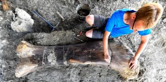 Dinosaur bone: Researchers uncover giant femur in France Dinosaur bone: Researchers uncover giant femur in France