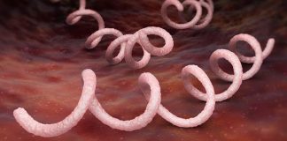 Report: syphilis notifications up by 70% since 2010 Report: syphilis notifications up by 70% since 2010