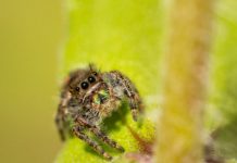Research: The vision of jumping spiders is nearly as keen in babies as adults, study finds —