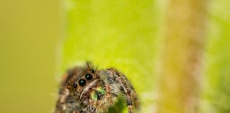 Research: The vision of jumping spiders is nearly as keen in babies as adults, study finds —