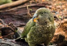 Research: It would take 50 million years to recover New Zealand’s lost bird species —