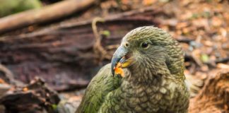 Research: It would take 50 million years to recover New Zealand’s lost bird species —