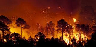 Research: How wildfires trap carbon for centuries to millennia —