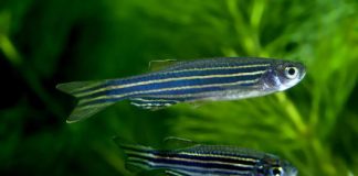 Research: Gut throws cells overboard when chemical insults build up —
