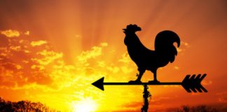 Research: Many extreme early birds share genetic trait with family members —