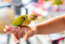 Tech: How can robots land like birds? — (Report)