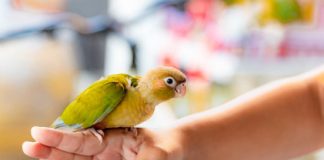 Tech: How can robots land like birds? — (Report)