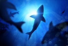 Offbeat: Research finds marine predators are significantly smaller and much rarer in areas closer to people —