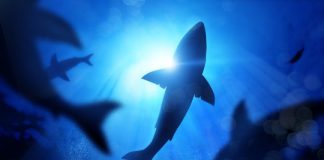 Offbeat: Research finds marine predators are significantly smaller and much rarer in areas closer to people —