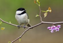 Research: Fear of predators causes PTSD-like changes in brains of wild animals —