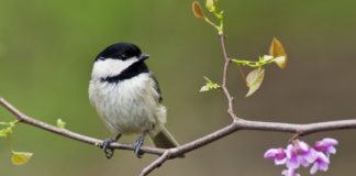 Research: Fear of predators causes PTSD-like changes in brains of wild animals —