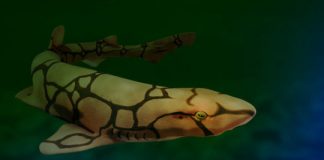 Research: These sharks use unique molecules to glow green —