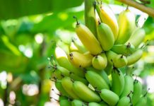 Tech: Artificial intelligence helps banana growers protect the world’s most favorite fruit — (Report)