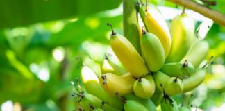 Tech: Artificial intelligence helps banana growers protect the world’s most favorite fruit — (Report)