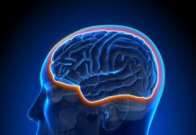 Research: Tissue model reveals role of blood-brain barrier in Alzheimer’s —