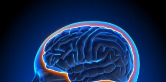 Research: Tissue model reveals role of blood-brain barrier in Alzheimer’s —