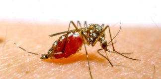 Research: Research reveals details of salivary gland ‘bottleneck’ that holds back malaria-causing parasites —