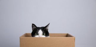 Tech: New record with entangled quantum bits — (Report)