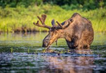 Research: Moose droppings indicate Isle Royale ecosystem health —