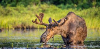 Research: Moose droppings indicate Isle Royale ecosystem health —