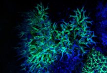 Research: Fluorescent glow may reveal hidden life in the cosmos —