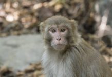 Research: Study of nonhuman primates lays groundwork for new strategies in treating anxiety disorders —