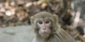 Research: Study of nonhuman primates lays groundwork for new strategies in treating anxiety disorders —