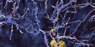 Research: Biochemists discover new insights into what may go awry in brains of Alzheimer’s patients —