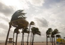 Research: Hurricanes drive the evolution of more aggressive spiders —