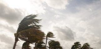 Research: Hurricanes drive the evolution of more aggressive spiders —