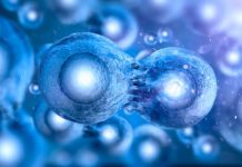 Research: Single change at telomeres controls the ability of cells to generate a complete organism —